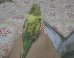 ���Ԃ肫�[�����