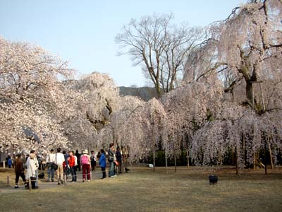 ��펛�̎}�����