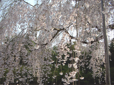 ��펛�̎}������E����2