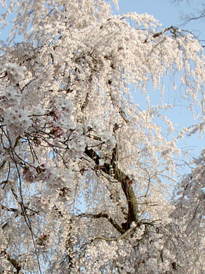 ��펛�̎}������E����3