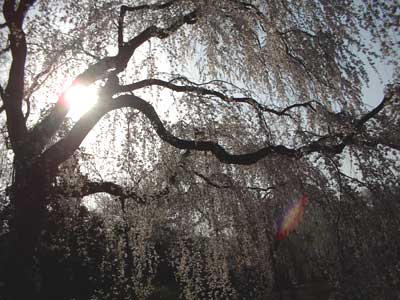 ��펛�̎}������E����4