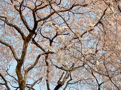 ��펛�̎}������E����5